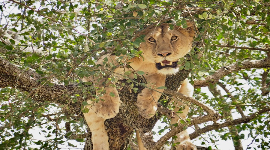does travel insurance cover safari activities